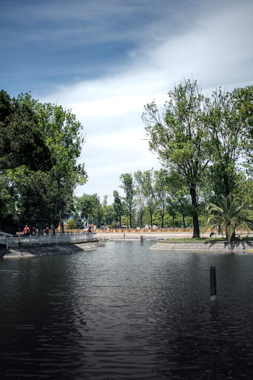 公園, 垂直拍攝, 樹木 的 免費圖庫相片