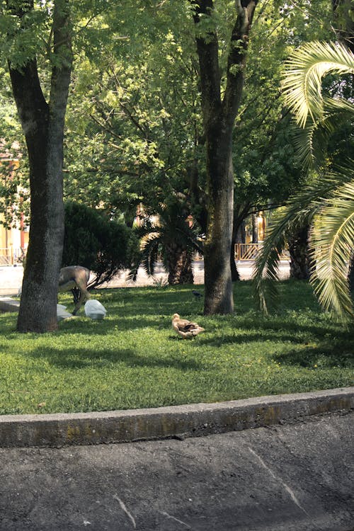 Imagine de stoc gratuită din arbori, călătorie, fotografiere verticală