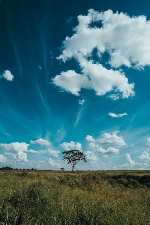 Ingyenes stockfotó fa, függőleges lövés, kék ég témában