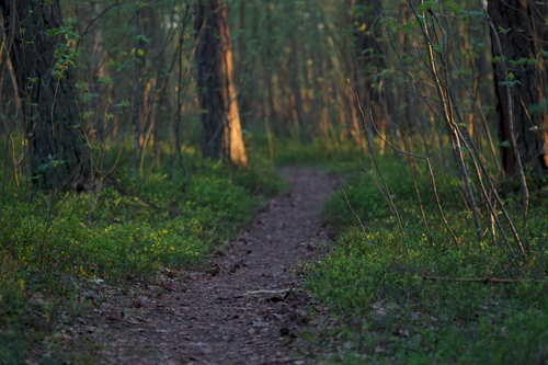 Free A tranquil forest path illuminated by warm sunset light, surrounded by lush greenery. Stock Photo