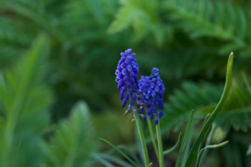 Blue Flowers in Nature