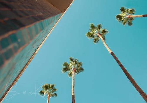 Бесплатное стоковое фото с Ангелы, веерная пальма, голубое небо