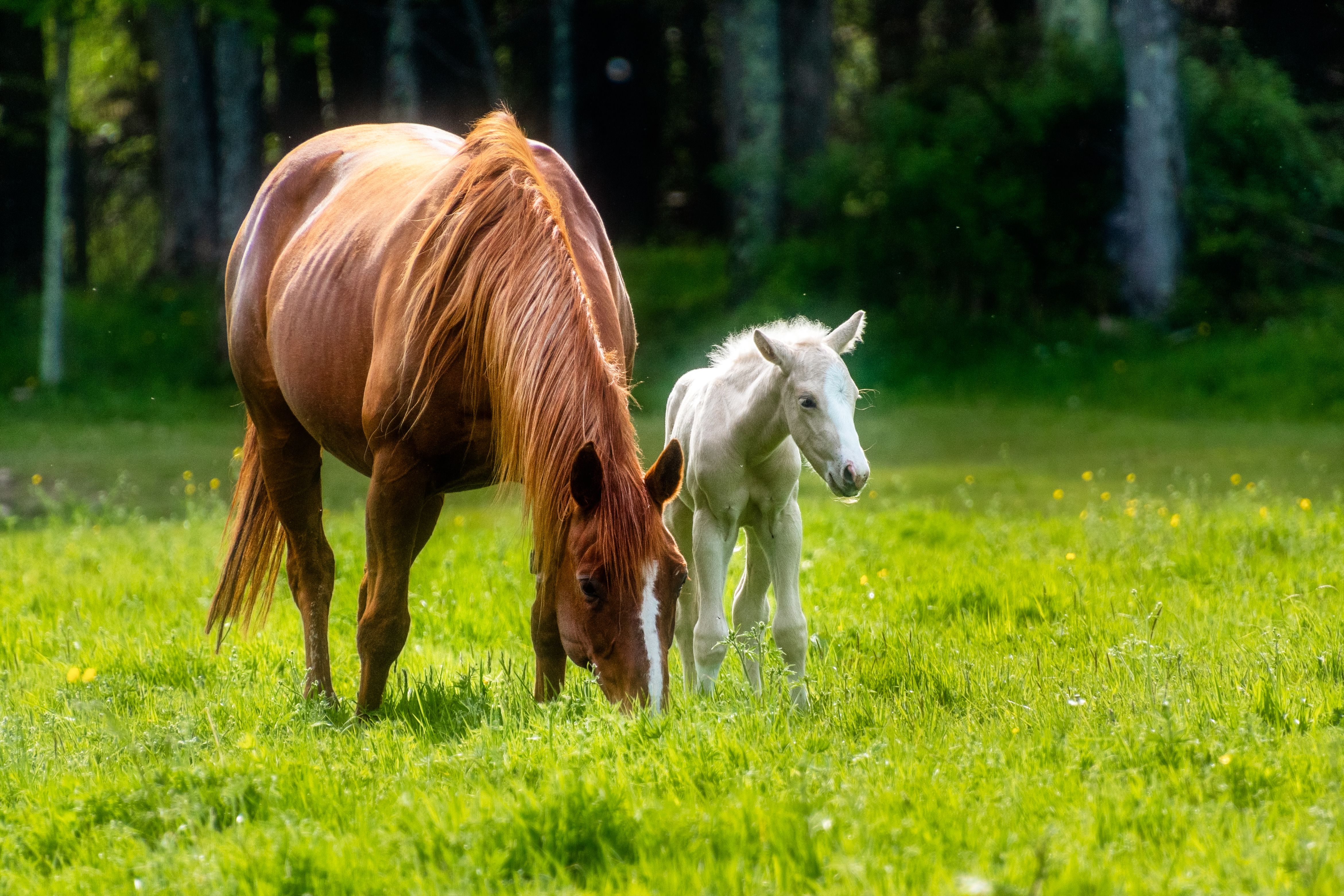 A mare and foal in dappled sunlight