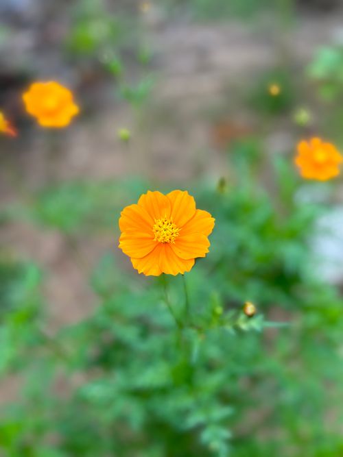Free Orange cosmos flower blooming with soft focus green background, captured in Palugaswewa, Sri Lanka. Stock Photo