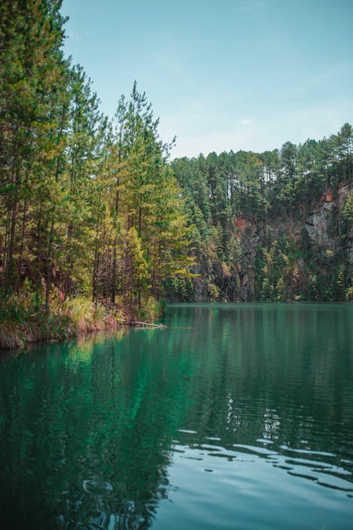 녹색 잎이 많은 나무로 둘러싸인 호수