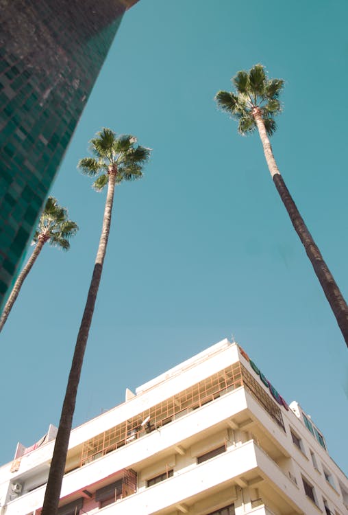 Foto d'estoc gratuïta de cel clar, fulla de palmera, fulles de palmera