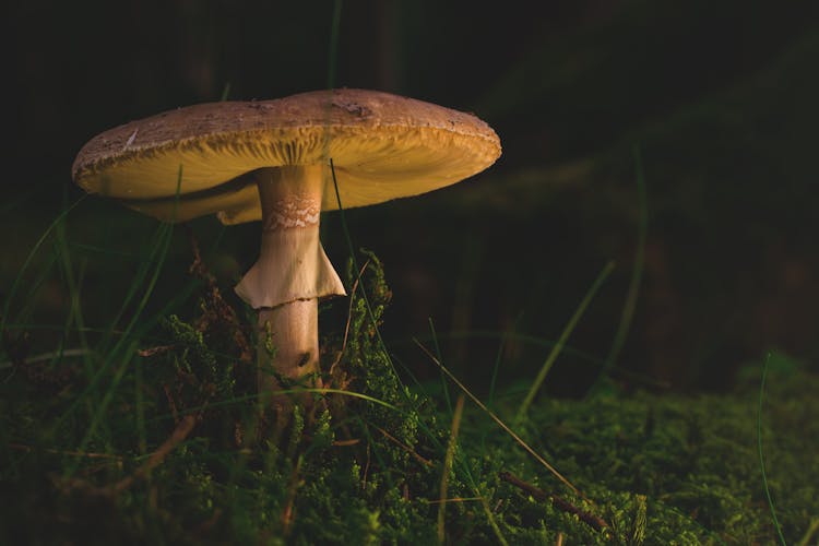 Brown Fungus Surrounded With Grass