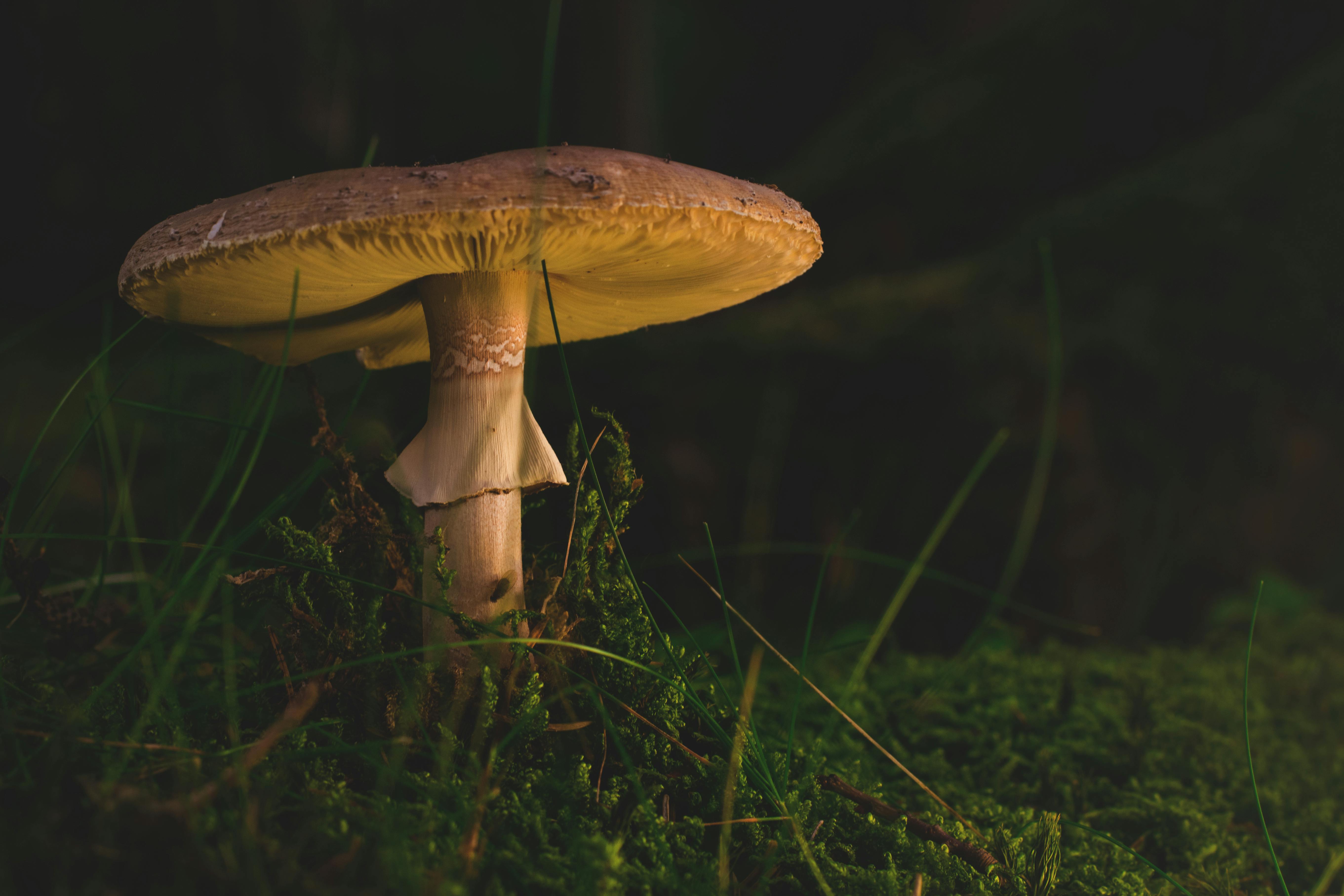 100+ Amazing Mushroom Photos · Pexels · Free Stock Photos
