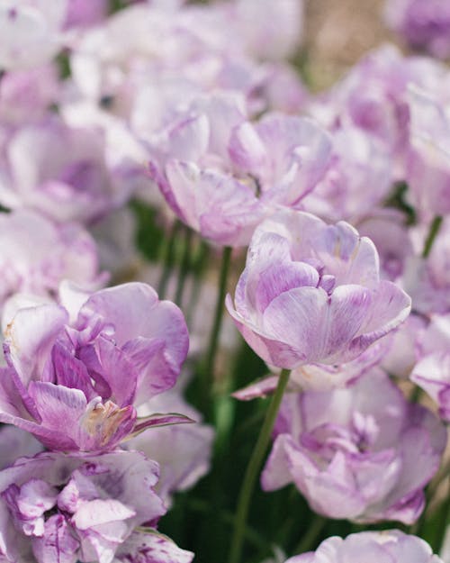 Δωρεάν στοκ φωτογραφιών με γκρο πλαν, λουλούδια, μοβ