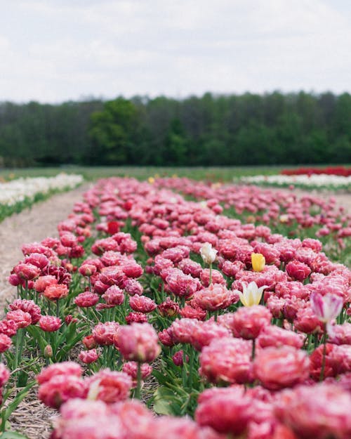 Foto stok gratis berbunga, bidang, bunga-bunga