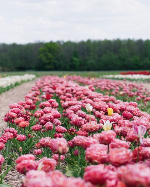 Free Lush spring tulips in a sprawling field, showcasing vibrant colors and a serene countryside setting. Stock Photo