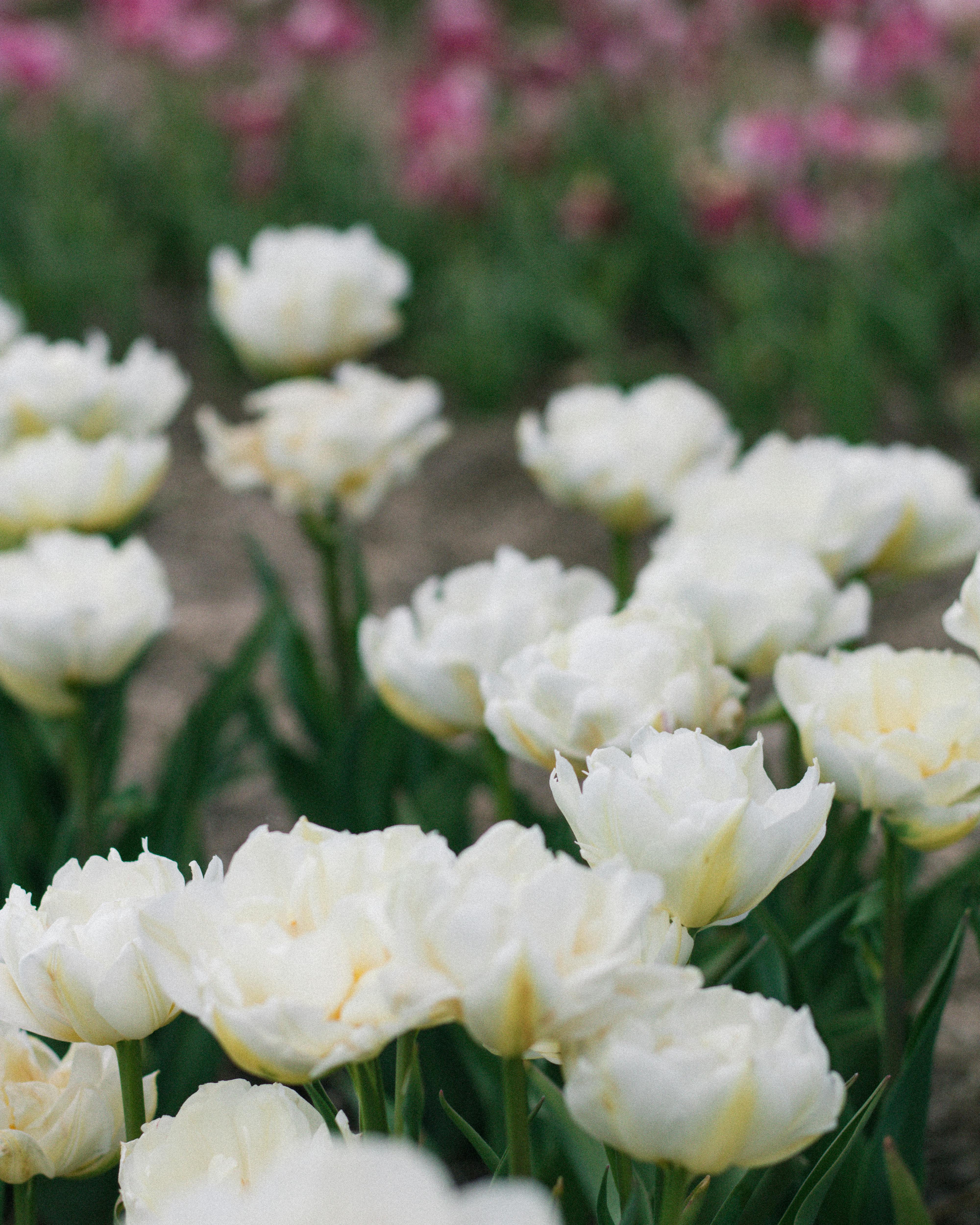 [ColoSach]-beautiful-white-tulips-blooming-in-a-lush-spring-garden,-capturing-the-essence-of-nature.