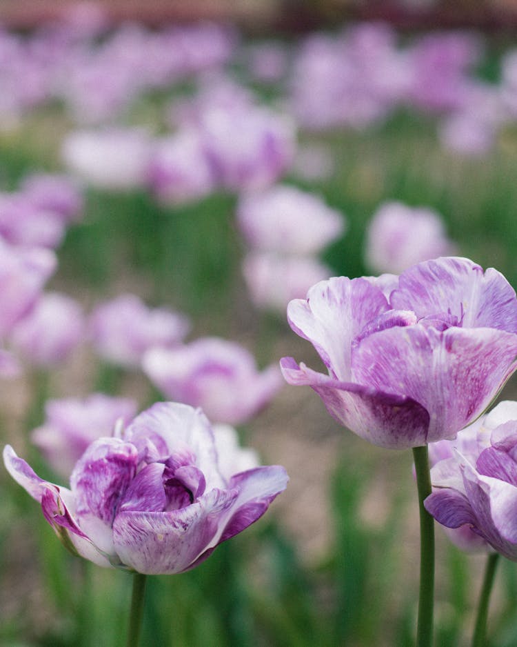 Close Up Of Purple Flowers