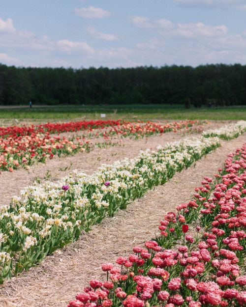 Free Lush tulip fields in full bloom on a sunny day, showcasing vibrant colors and natural beauty. Stock Photo