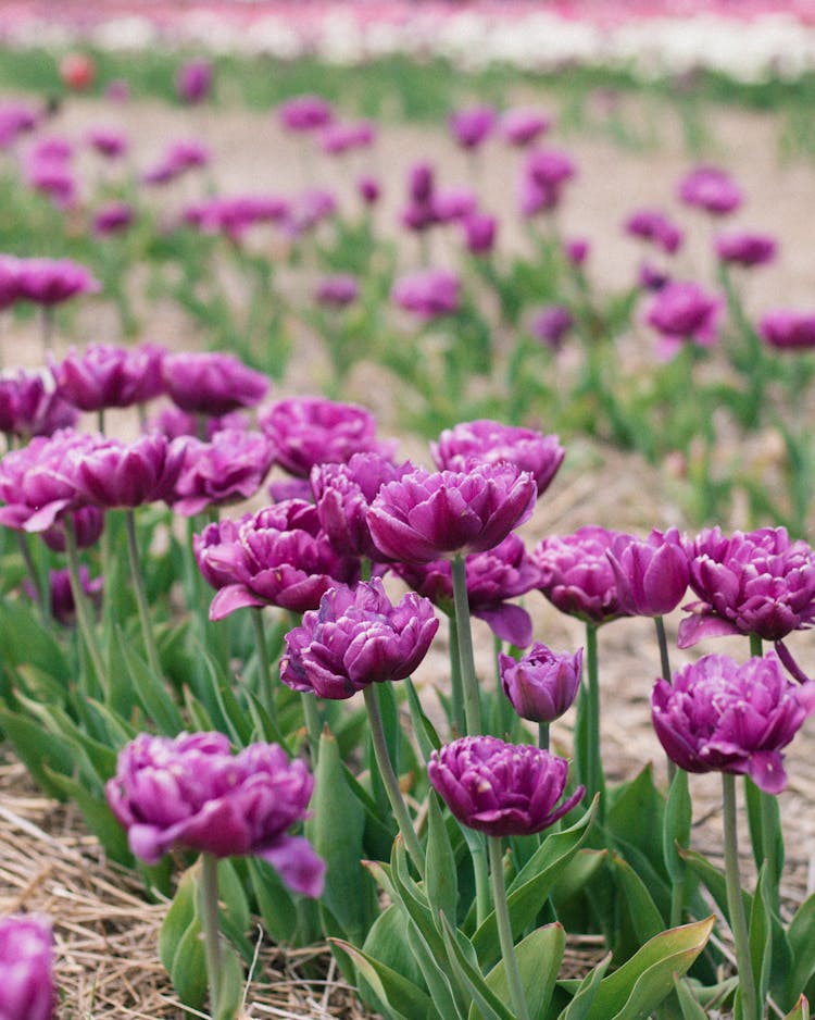 View Of A Field Of Purple Tulips 