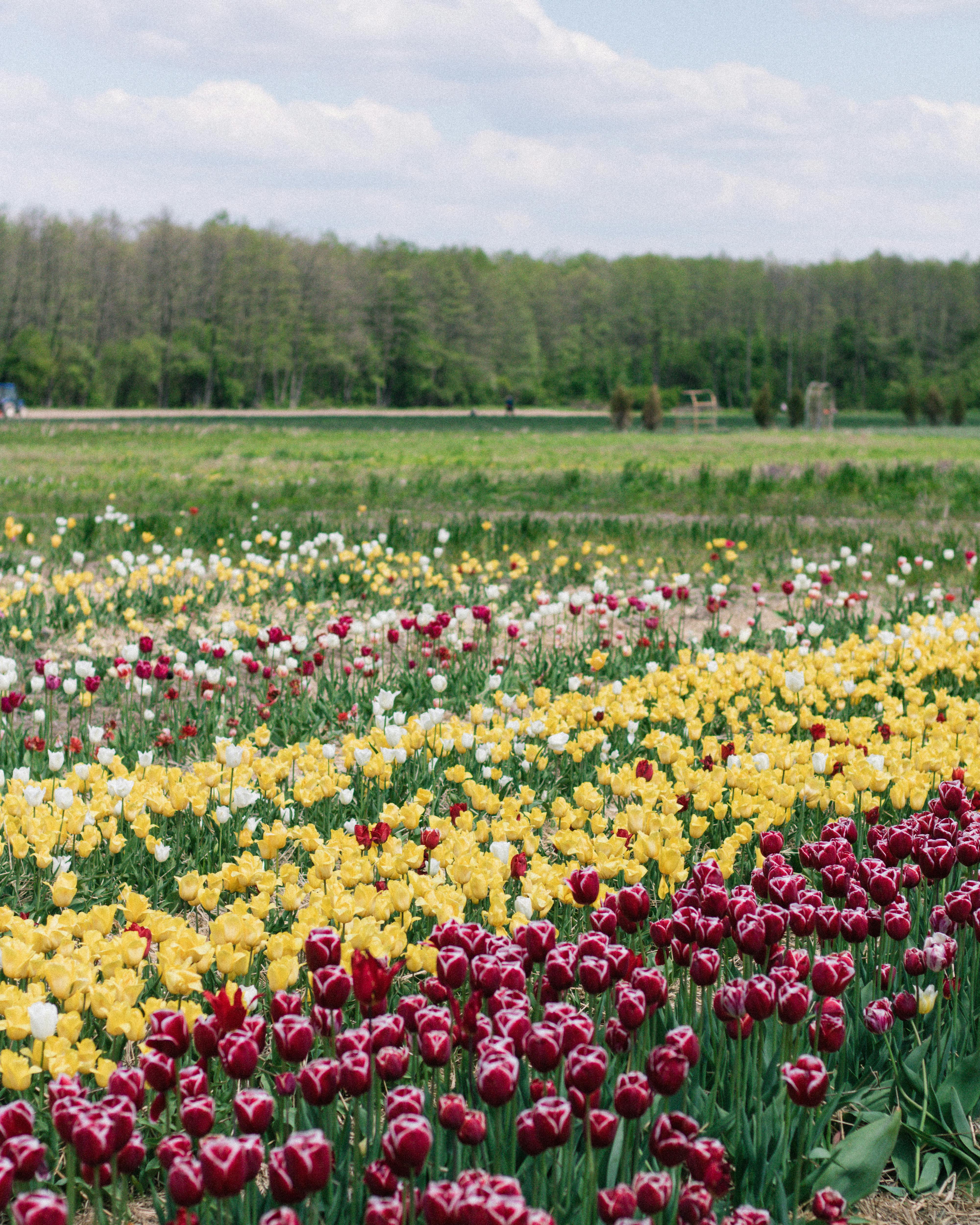 A colorful field of red, yellow, and white tulips in full bloom during springtime.