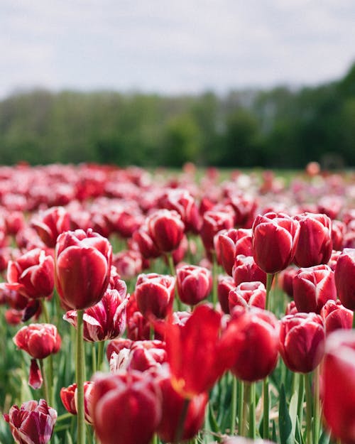 Selective Focus of Tulip Flowers Growing in the Field 