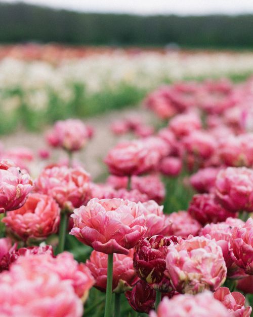 Free Vibrant pink peony field blooming in summer, displaying natural beauty and floral abundance. Stock Photo