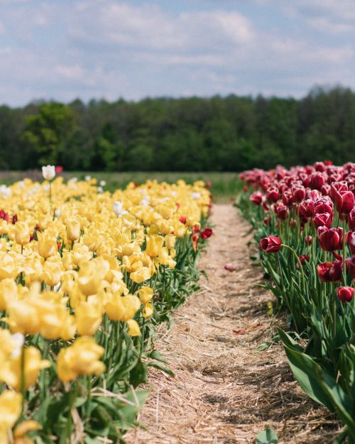 Free Colorful tulip field with a footpath, showcasing vibrant yellow and red flowers in spring. Stock Photo