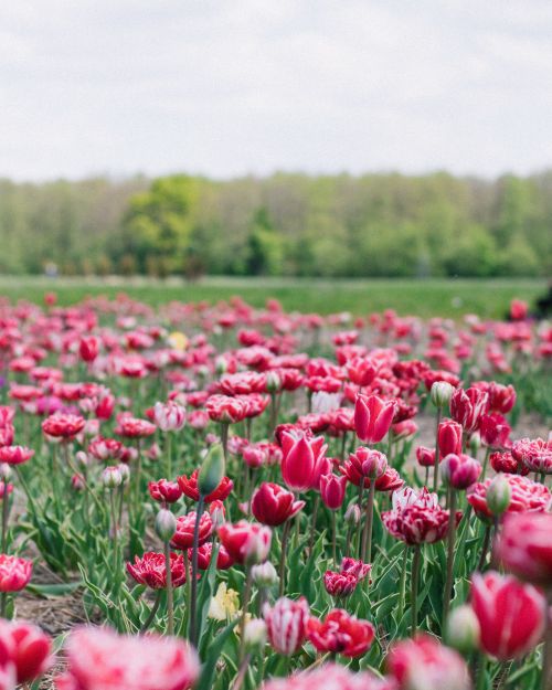 Free A colorful close-up of blooming pink tulips in a meadow during springtime, capturing vivid floral beauty. Stock Photo