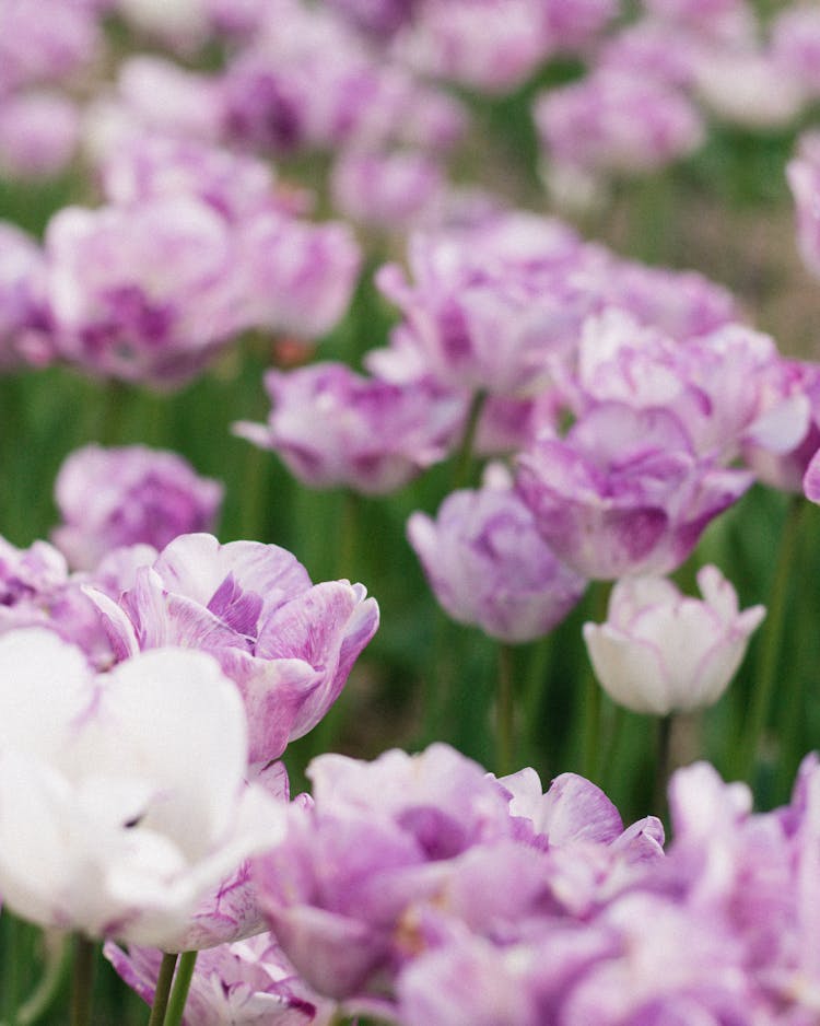 Close Up Of Purple Flowers