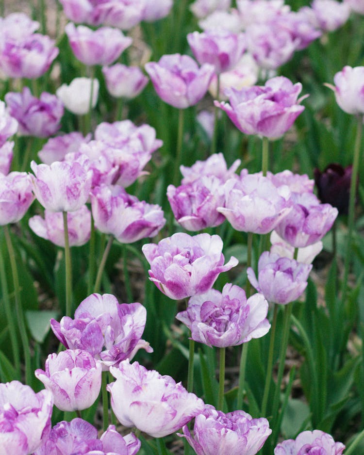 Close Up Of Purple Flowers