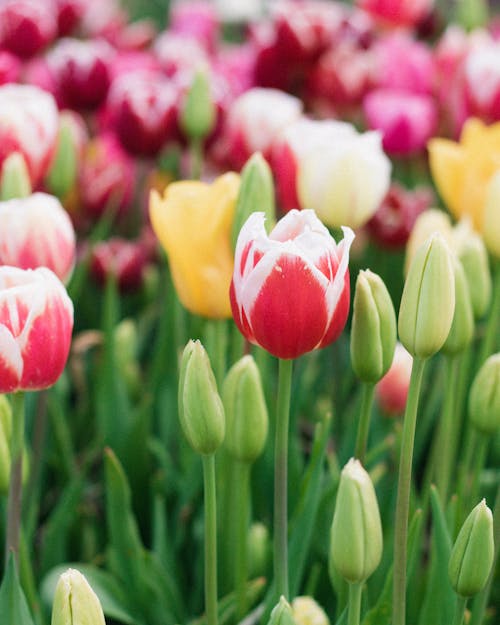 Foto stok gratis berwarna merah muda, bunga, bunga tulip