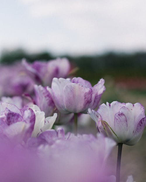 Foto profissional grátis de cor, flora, floração