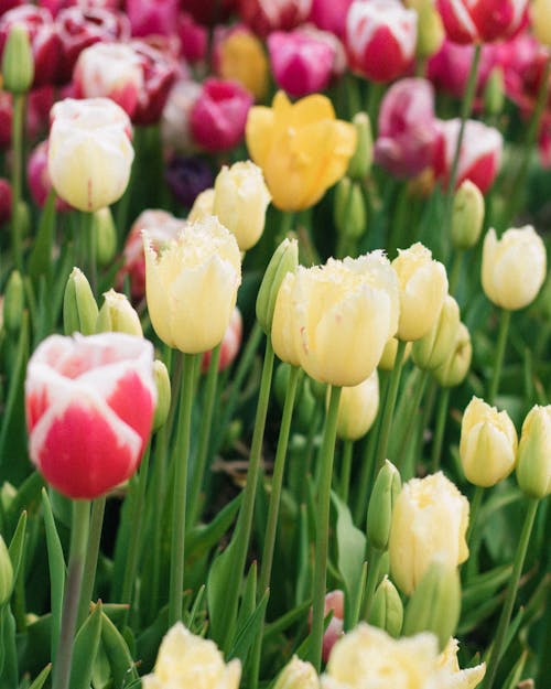 คลังภาพถ่ายฟรี ของ ดอกทิวลิป, ดอกไม้, มีสีสัน
