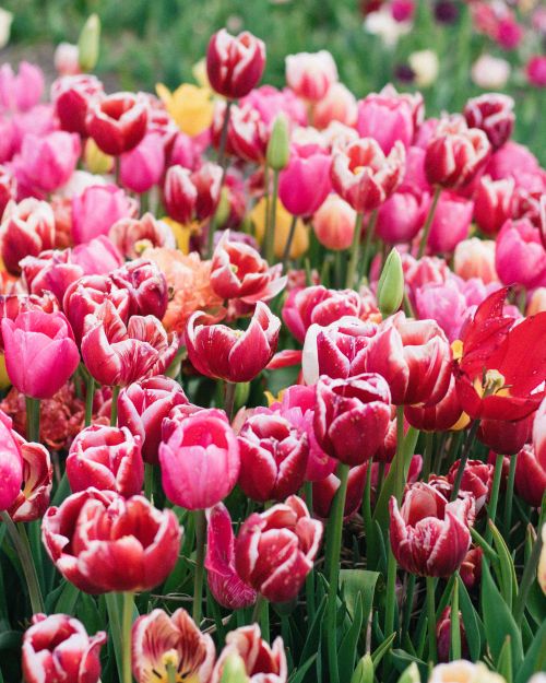 Free A lush field of pink and red tulips in full bloom, showcasing the beauty of spring. Stock Photo