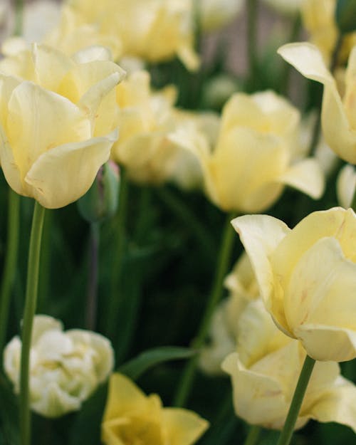 คลังภาพถ่ายฟรี ของ ขาว, ดอกทิวลิป, ดอกไม้