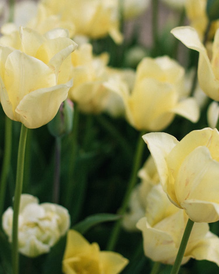 Close Up Of White Tulips