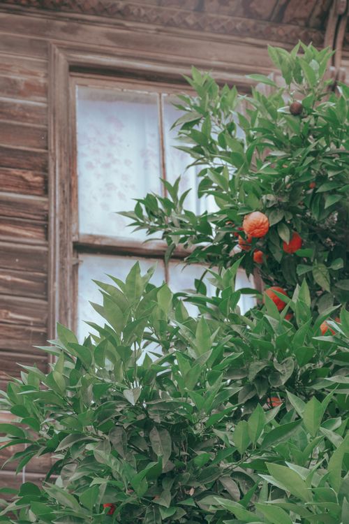 Free Lush orange tree with ripe fruit growing beside a rustic wooden house window. Stock Photo