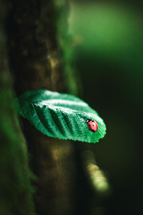 Free stock photo of beetle, forest, green Stock Photo