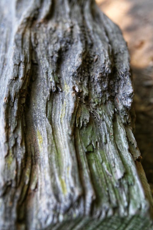 Texture of an Old Tree Bark