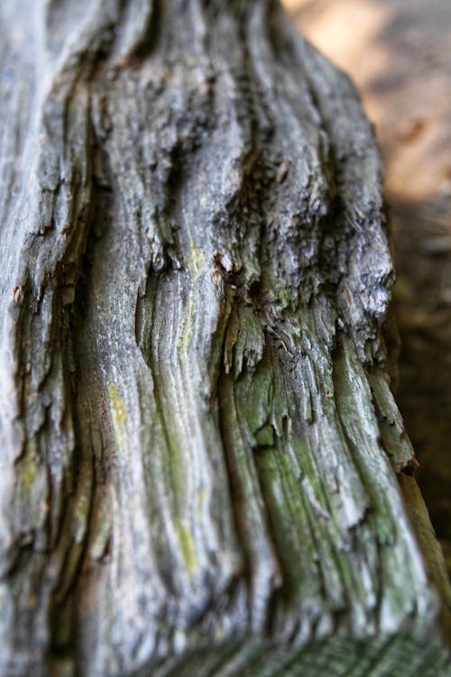 Fotobanka s bezplatnými fotkami na tému flóra, klát, kmeň