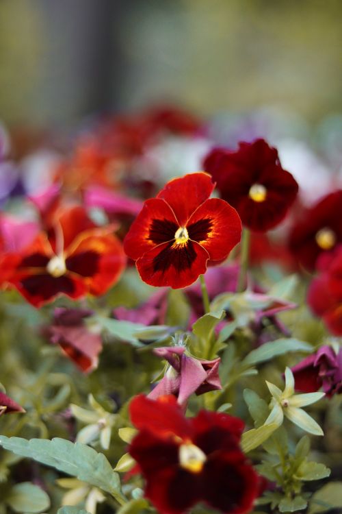 Free A vivid display of red garden pansies in a flowerbed, capturing the essence of spring. Stock Photo
