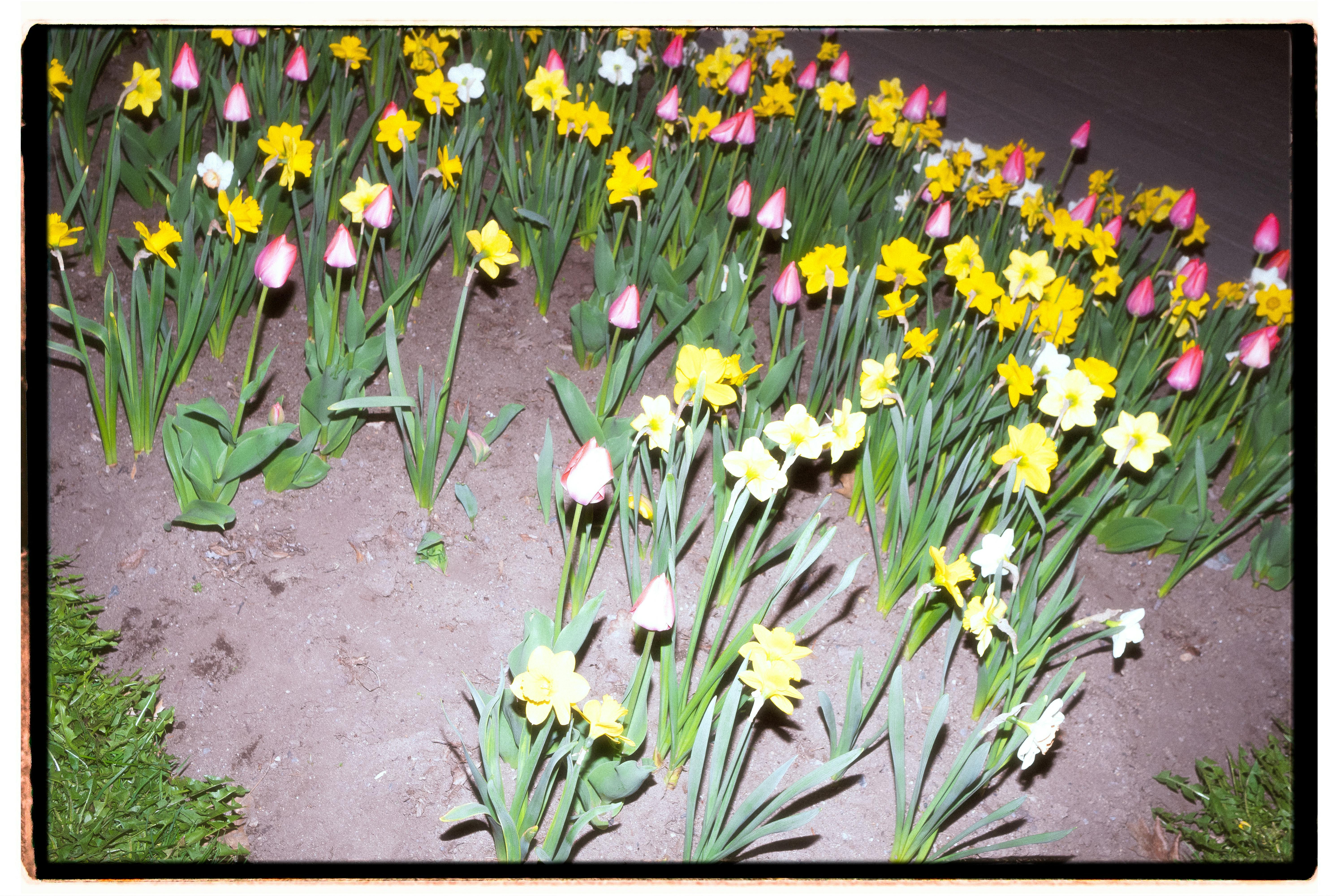 [ColoSach]-colorful-tulips-and-daffodils-blooming-in-a-montréal-garden-under-bright-light.