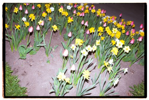 Film Photo Taken with a Flash of Daffodils and Tulips in a Garden 