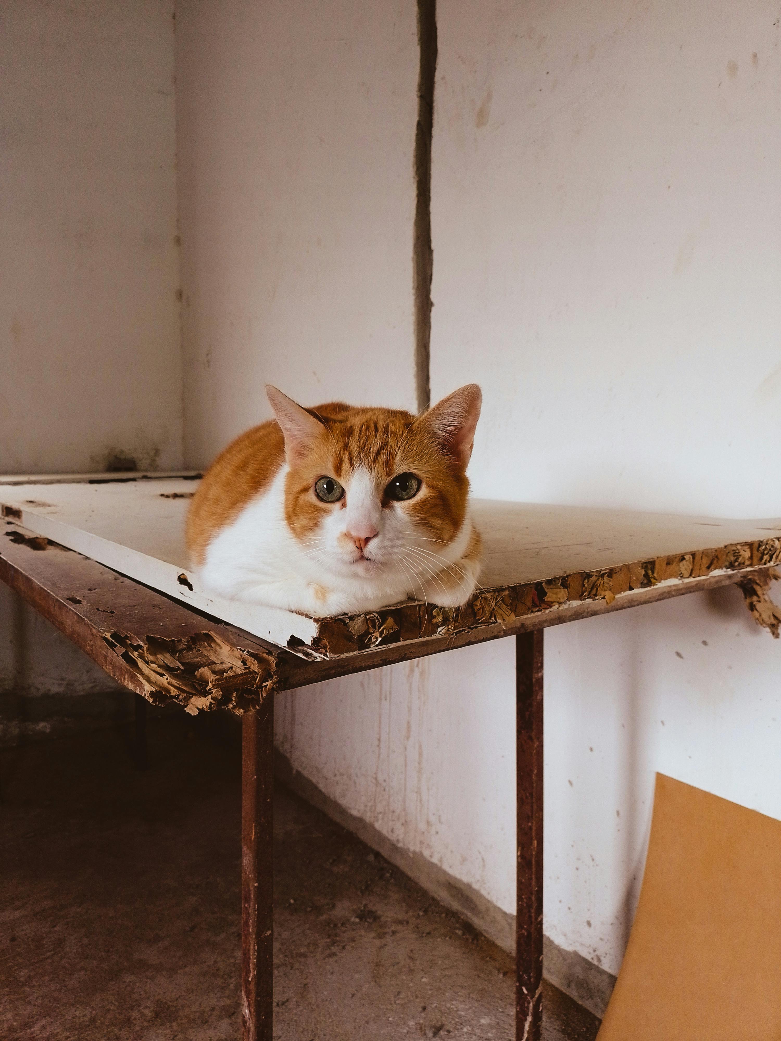 Free Ginger and white cat lounging comfortably on a worn wooden table indoors. Stock Photo