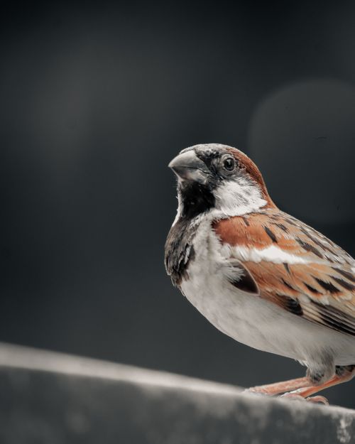 Free Detailed photo of a sparrow perched on a railing in India, with a blurred background. Stock Photo