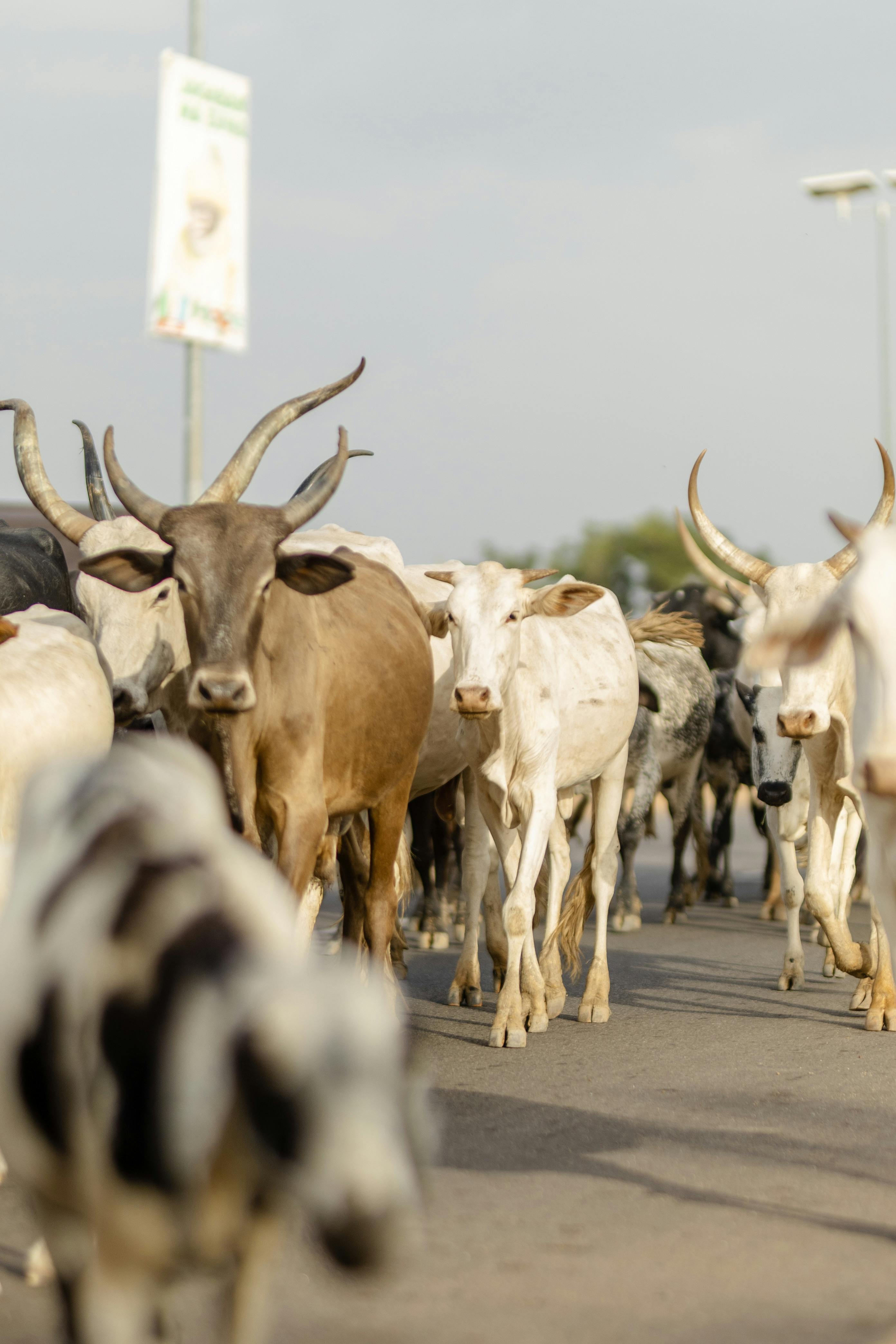 cattle-lifter-photos-download-the-best-free-cattle-lifter-stock-photos