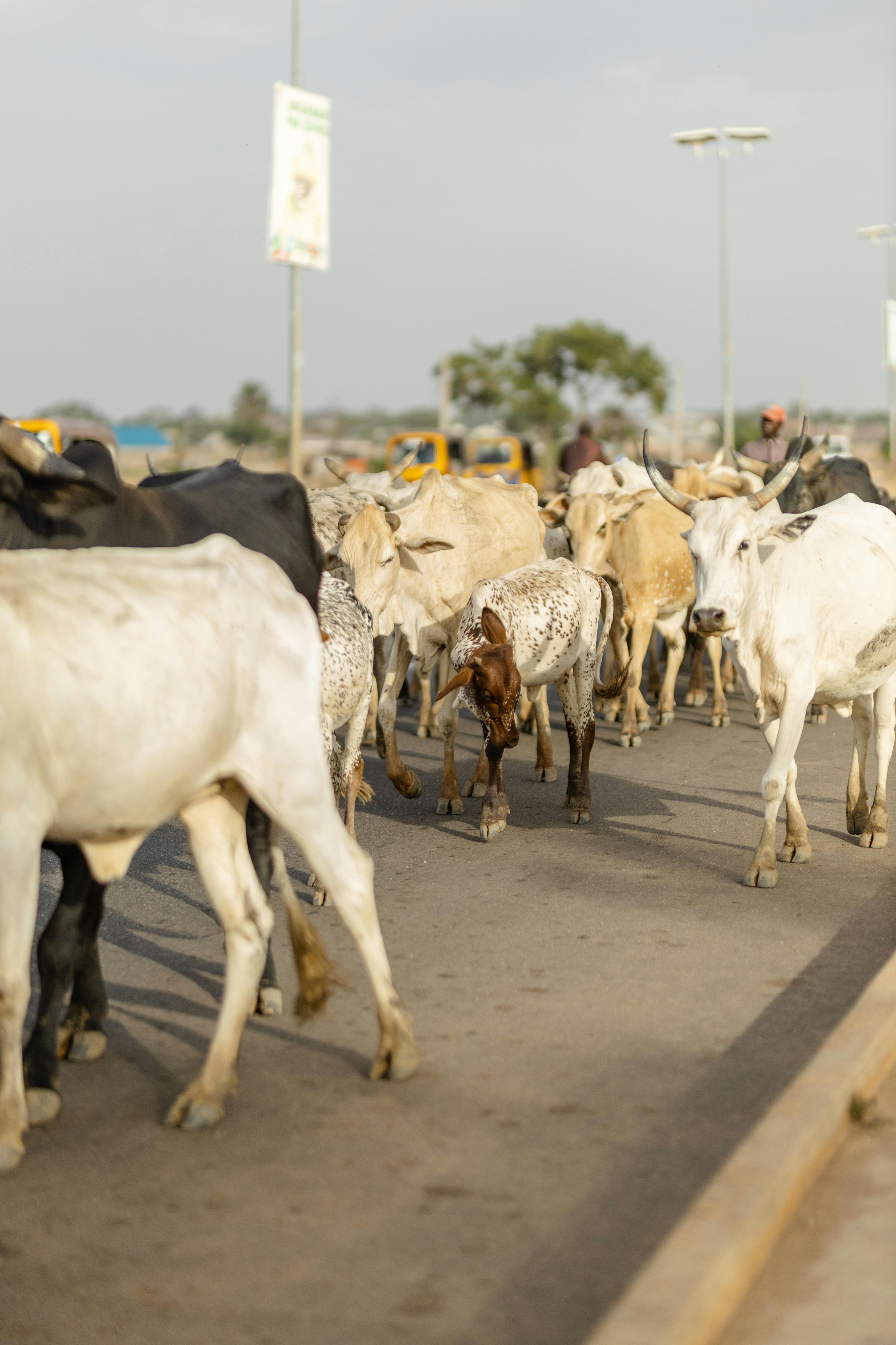 grátis Foto profissional grátis de África, africano, agricultura Foto profissional