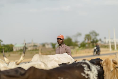 Gratis stockfoto met beesten, herder, kerel