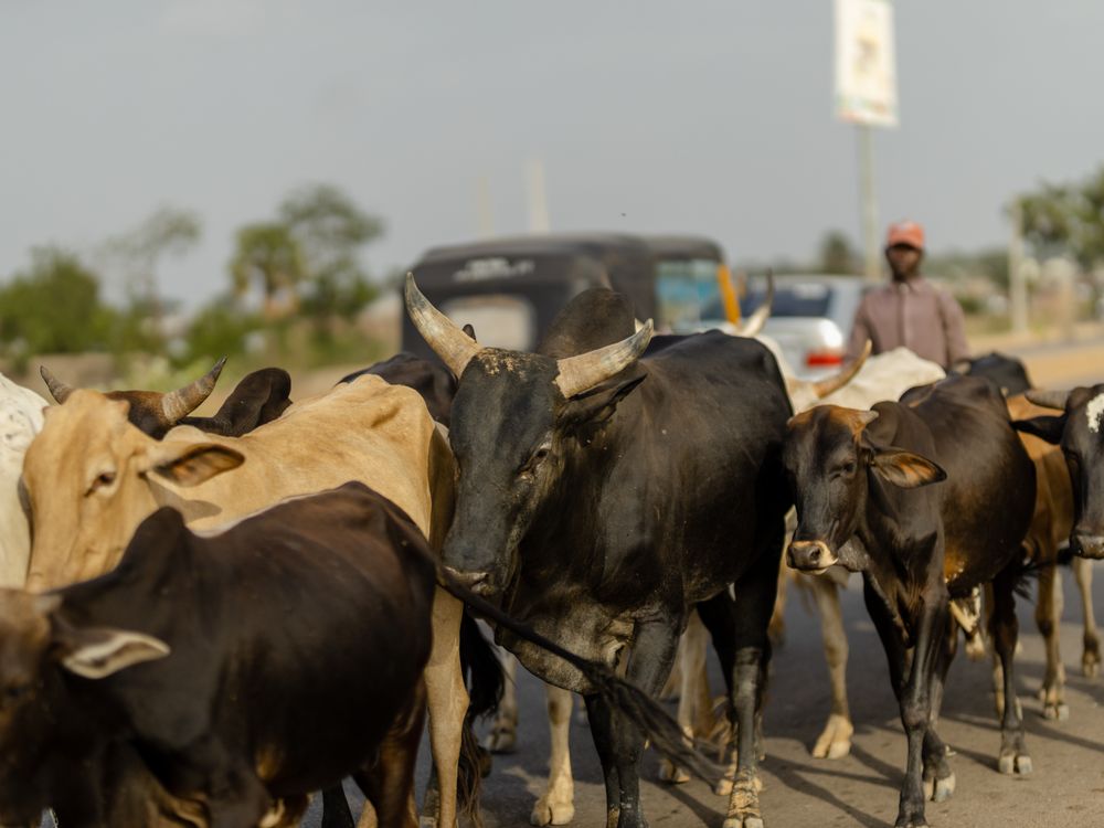 Closeup of a herd of cows walking on a dirt road, South Sudan