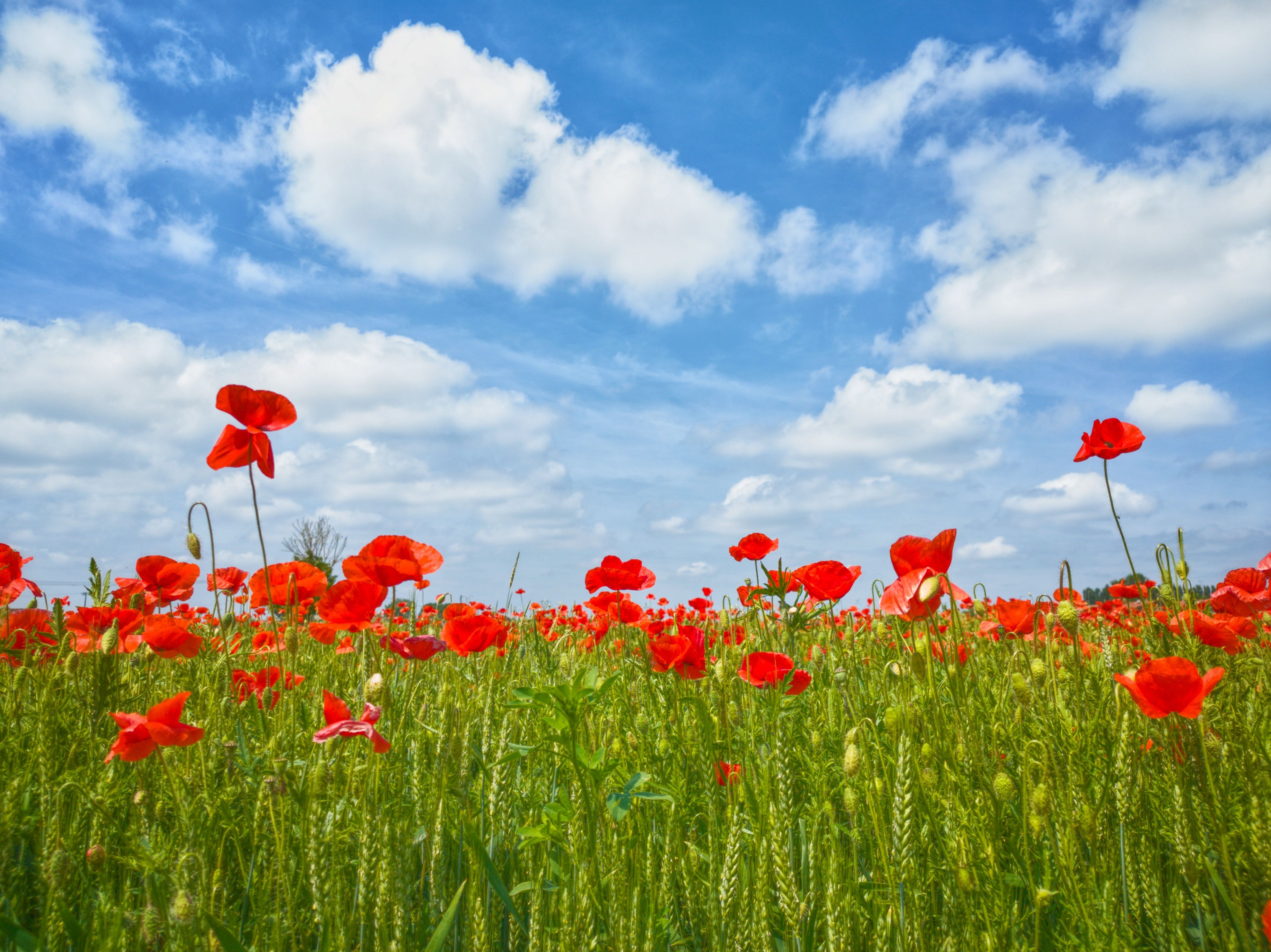 Poppy Flowers Growing in Field under Blue Sky · Free Stock Photo