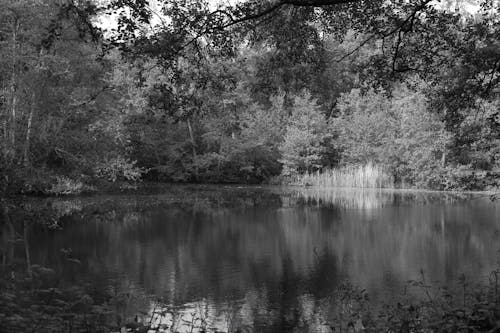 Fotobanka s bezplatnými fotkami na tému čierny a biely, jazero, jazierko
