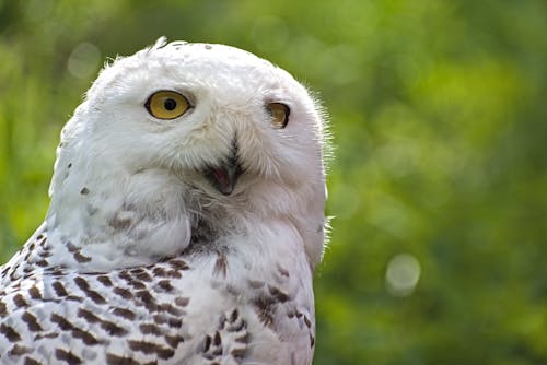 Imagine de stoc gratuită din alb, animal, bufniță