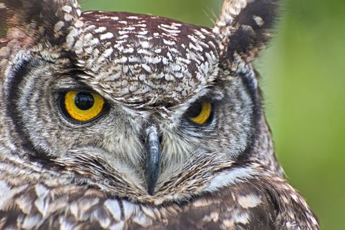 Free Detailed close-up of a Eurasian eagle-owl showcasing its striking yellow eyes and intricate feathers. Stock Photo
