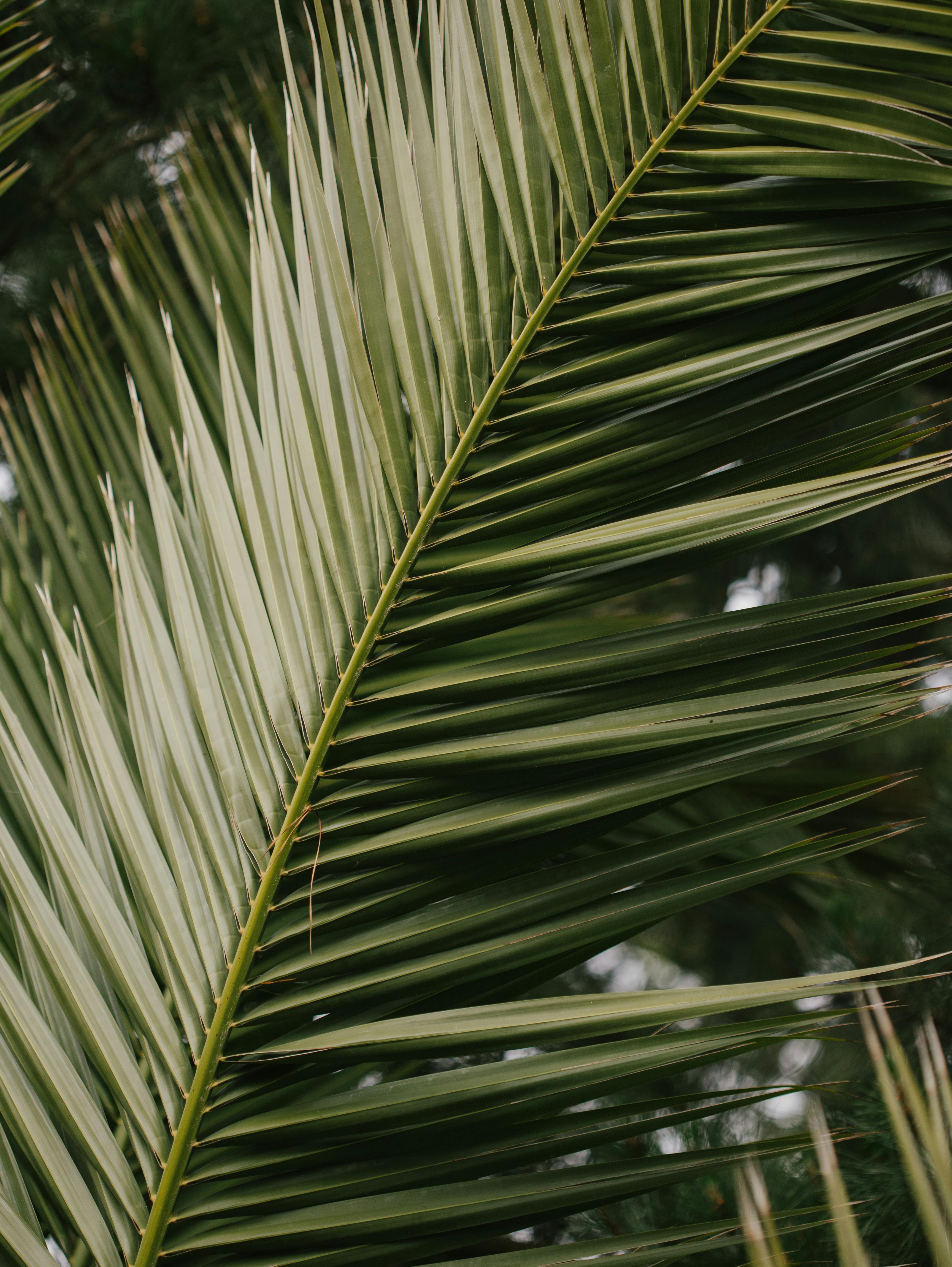 Detailed view of green palm leaves showcasing natural beauty and texture.